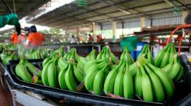 El babano ecuatoriano es uno de los productos que más se exporta a EEUU.