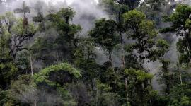 El Chocó Andino es una zona megadiversa con especies únicas de flora y fauna.