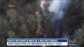 Quito avanza en la reforestación de zonas afectadas por incendios forestales. Entre 2023 y 2024, más de 3.800 hectáreas resultaron dañadas y hoy se siembran especies nativas como parte del plan de recuperación del Municipio.

Un reportaje de Ismenia Solórzano
