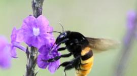 Las especies de abejas euglosinas empezaron a descubrirse en 1961.