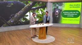 Andrés Laguna, director ejecutivo de BMC, una Organización No Gubernamental dedicada a la conservación de grandes mamíferos, explica la importancia de cuidar al Oso Andino ecuatoriano.