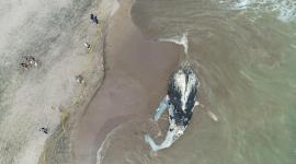 Personal ambiental activó los protocolos para retirar a la ballena de 20 metros de la playa Santa Marinita