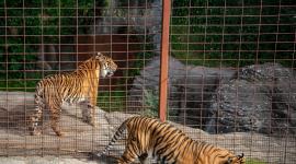 El zoológico ofrece aplicar eutanasia a animales antes de ser entregados a los depredadores.