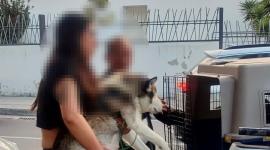 Sanción para hombre que vendía cachorros de perros en el parque La Carolina de Quito.