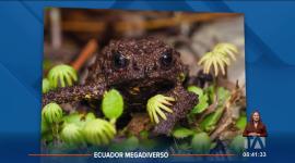 Investigadores de la fundación Ecominga, el Instituto Nacional de Biodiversidad y la academia encontraron una nueva especie de sapo. El género es endémico de los andes e incluye once linajes diferenciados de pequeños sapos.

Un reportaje de Nathalie Jiménez