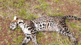 Un ocelote fue hallado muerto por guardias de seguridad en un puerto privado.