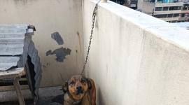 La Unidad de Bienestar Animal rescató a un perro abandonado en una casa.