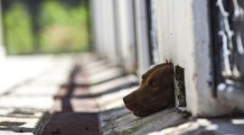 Los perros fueron abandonados por aproximadamente dos meses en una finca. Imagen Referencial