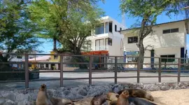 Los lobos marinos son reconocidos por ser amistosos con los seres humanos.