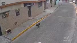 Un grupo de perros tiene atemorizado a los moradores de San Francisco de Puengasí, en el sur de Quito. Uno de los canes atacó a un adulto mayor.
Un reportaje de Juan Miguel Rodríguez