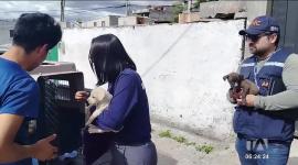 Canes en estado de desnutrición fueron rescatados por las autoridades en el sur de Quito. En el 2025, la AMC recaudó más de 200 000 dólares en multas relacionadas al maltrato animal 

Un reportaje de Juan Miguel Rodríguez