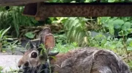 Las imágenes de los conejos con 'tentáculos' ha causado temor en redes sociales
