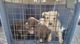 La Unidad de Bienestar Animal rescató a una perrita y sus cuatro cachorros, este jueves 14 de agosto del 2025.