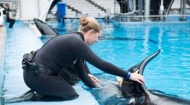 SeaWorld es uno de los parques acuàticos que ofrece encuentros naturales con orcas.