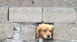 Delincuentes envenenan cuatro perros en Turubamba Baja para robar en viviendas.