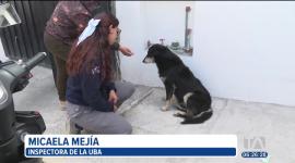 Moradores de Carapungo, en el norte de Quito, piden justicia para 'Bolita', un perrito, que fue atropellado por un taxista. El can tiene una fractura en la pierna. 

Un reportaje de Nathalie Jiménez