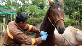 Cuatro provincias de Ecuador registran casos de influenza equina hasta agosto del 2025.