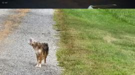 Una de las imágenes que circuló en redes sociales del animalito que después fue ubicado a través de las redes sociales.