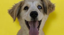 Una feria para mascotas y atractivos con música y talleres habrá en Quito el domingo 31 de agosto del 2025