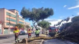 Árbol obstaculizó carril exclusivo en la av. De la Prensa