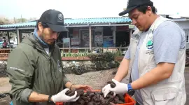 La pesca de pepino de mar se realiza de forma controlada y bajo un estricto control.