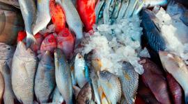 pescados superaron los límites recomendados de arsénico, mercurio y plomo.