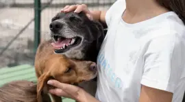 Fundaciones se unen para la nueva página de adopción de mascotas en Guayaquil.
