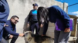 Dos personas fueron sancionadas por el maltrato animal a dos peluditos.