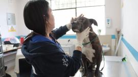 Una perrita fue rescatada por la Unidad de Bienestar Animal, en Calderón, Quito.