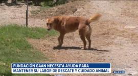 La Fundación GAAN, dedicada al rescate y cuidado de perros en Quito, enfrenta una crisis económica que pone en riesgo su labor diaria. La organización busca apoyo de la ciudadanía para mantener a los animales rescatados que requieren alimentación, medicinas y atención veterinaria.
Un reportaje de Gustavo Jaramillo