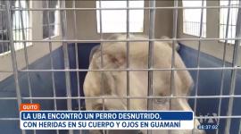 Tras un operativo ejecutado en Guamaní y Quitumbe, al sur de Quito, la Agencia Metropolitana de Control inició dos procesos de sanción por maltrato animal y encierro. Las personas involucradas podrían enfrentar una multa de más de 5 mil dólares.

Un reportaje de Juan Miguel Rodríguez
