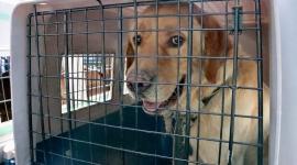 UBA rescata a tres perros en condición de desnutrición en Quito