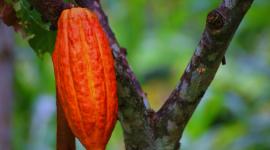 productores ecuatorianos exportarán productos libres de deforestación a la UE