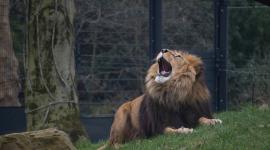 Tras el ataque al trabajador del ZOO de Tailandia, los leones fueron encerrados en su jaula