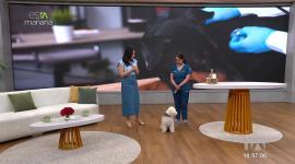 La veterinaria Linda Erazo habla en esTAmañana para la prevención de parásitos de nuestras mascotas.