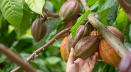 FAO y Ecuador impulsaran proyecto de bioeconomía circular