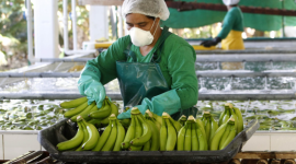 El Presidente podrá ordenar que se fije el precio mínimo del banano.