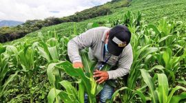 Los agricultores podrán acceder a créditos en la banca pública para mejorar sus condiciones de trabajo.