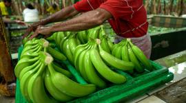 Cien mil trabajadores agrícolas recibirán bono Raíces
