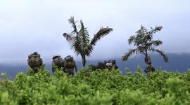 Colombia es uno de los países con mayor cantidad de plantaciones de Coca en la región.