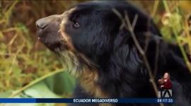 Los osos andinos son la única especie de oso en Sudamérica. En los últimos días, la comunidad de la parroquia de Nono ha reportado la presencia de estos animales en el bosque. Sin embargo, para algunos comuneros representan una amenaza.
Un reportaje de Nathalie Jiménez