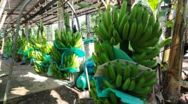 El Gobierno fijó el precio de exportación de lbanano en Ecuador.