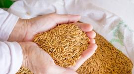Las piladoras que deseen participar deberán cumplir el Reglamento de piladoras y procesadoras de arroz.
