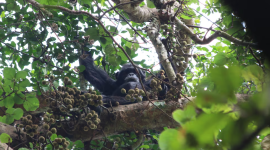 Un chimpancé come higos en el Parque Nacional Kibale (Uganda) en 2018.