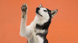 UBA Fest busca que 50 mascotas sean adoptadas.
