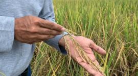 El gremio de arroceros advierten que subirá un 20% la producción con el incremento del diésel.