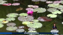 Los nenúfares aunque se encuentran, en su mayoría, en la región amazónica son plantas acuáticas que no solo sirven como ornamentación sino que cumplen una función primordial como habitad para otras especies que se encuentran en su área como anfibios e insectos pequeños. Un reportaje de Nathalie Jiménez