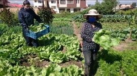 Agricultores recibirán el Bono Raíces por 1 000 dólares.