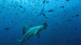 La Reserva de Biósfera de Galápagos se amplió a 20,6 millones de hectáreas.