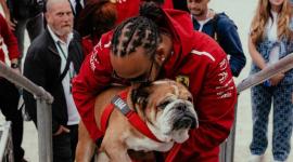 Roscoe, el perro bulldog del piloto Lewis Hamilton, lo acompañó a eventos de la F1 durante 12 años